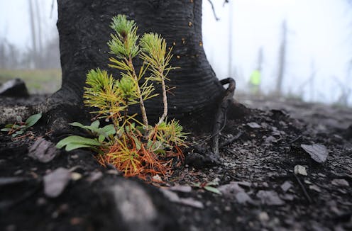 The West's iconic forests are increasingly struggling to recover from wildfires – altering how fires burn could turn that around