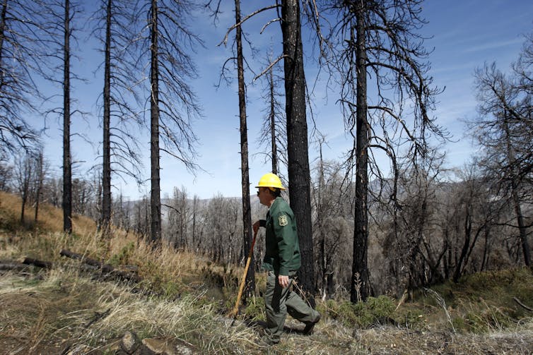 A forest service employee walks up a hill among burned ponderosa pines with no seedlings visible.