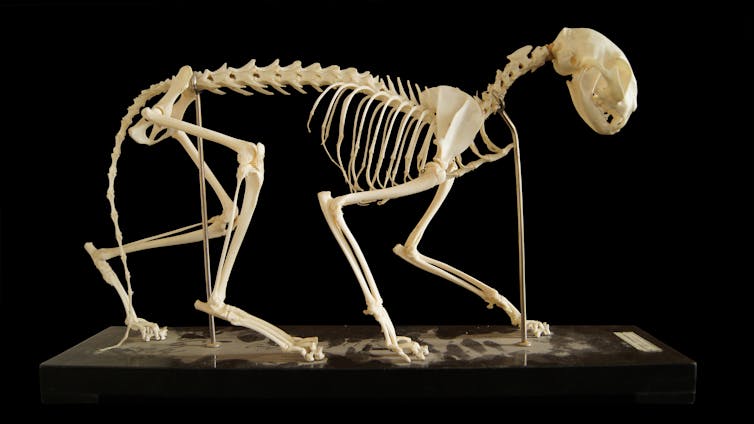 Skeleton of a cat