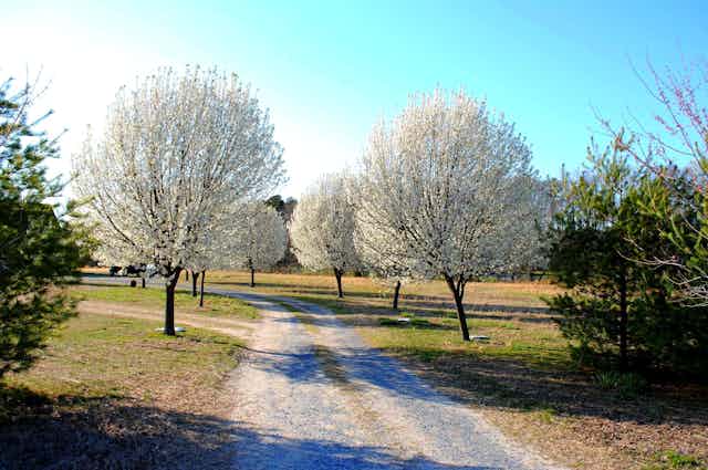 A half-dozen rounded trees covered with white blossoms.