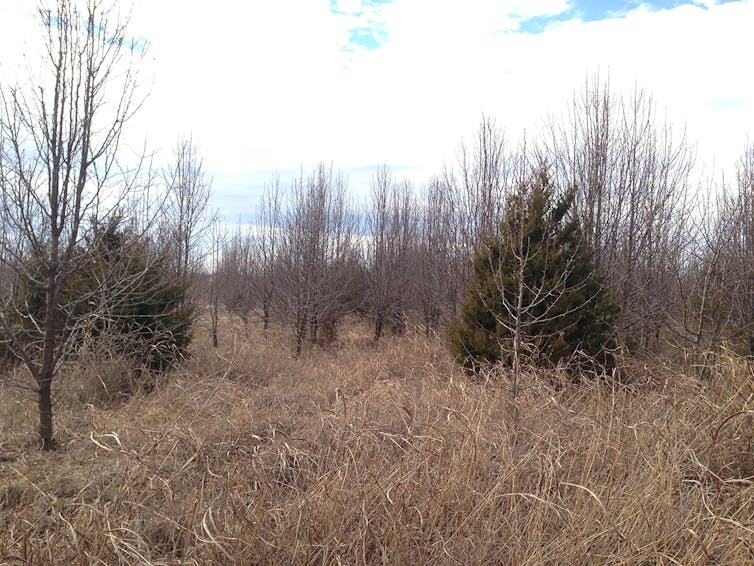 An open space studded with Callery pear trees, with dead grasses between the trees.
