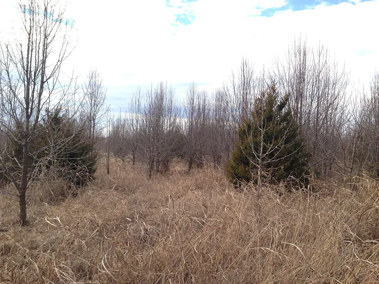 An open space studded with Callery pear trees, with dead grasses between the trees.
