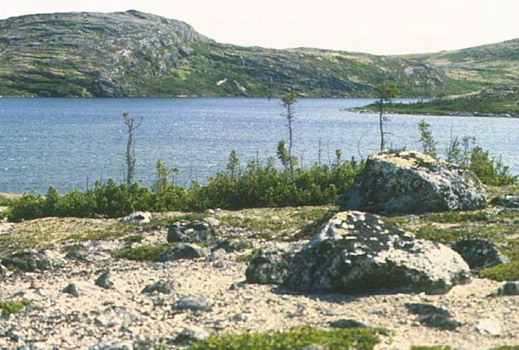 a cluster of spruce growing in a stunted manner