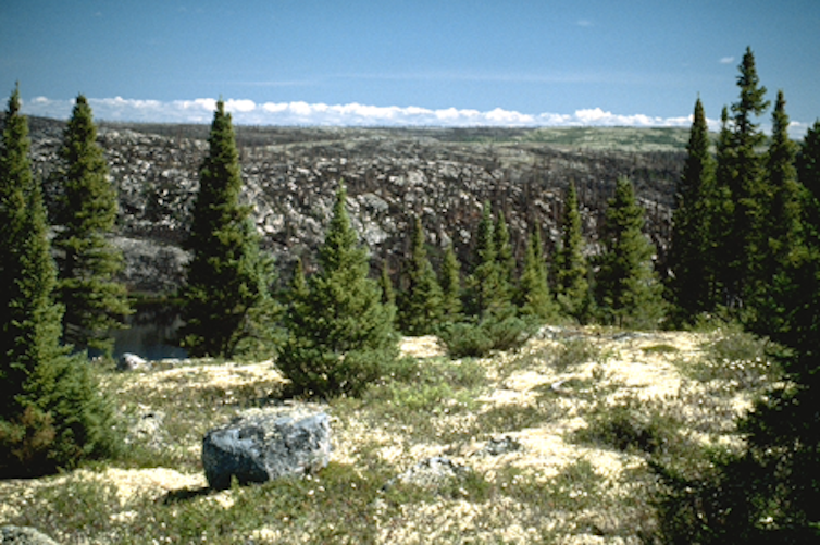 a row of trees on a hill