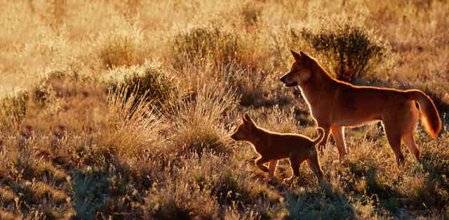 dingo family