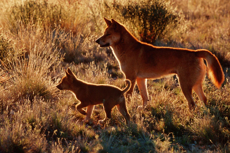 dingo family