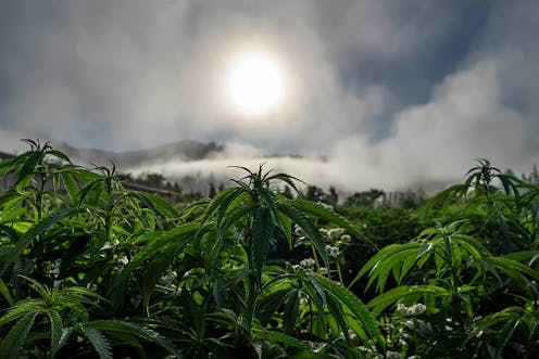 Cannabis industry plans for South Africa have stalled: how to get them moving again