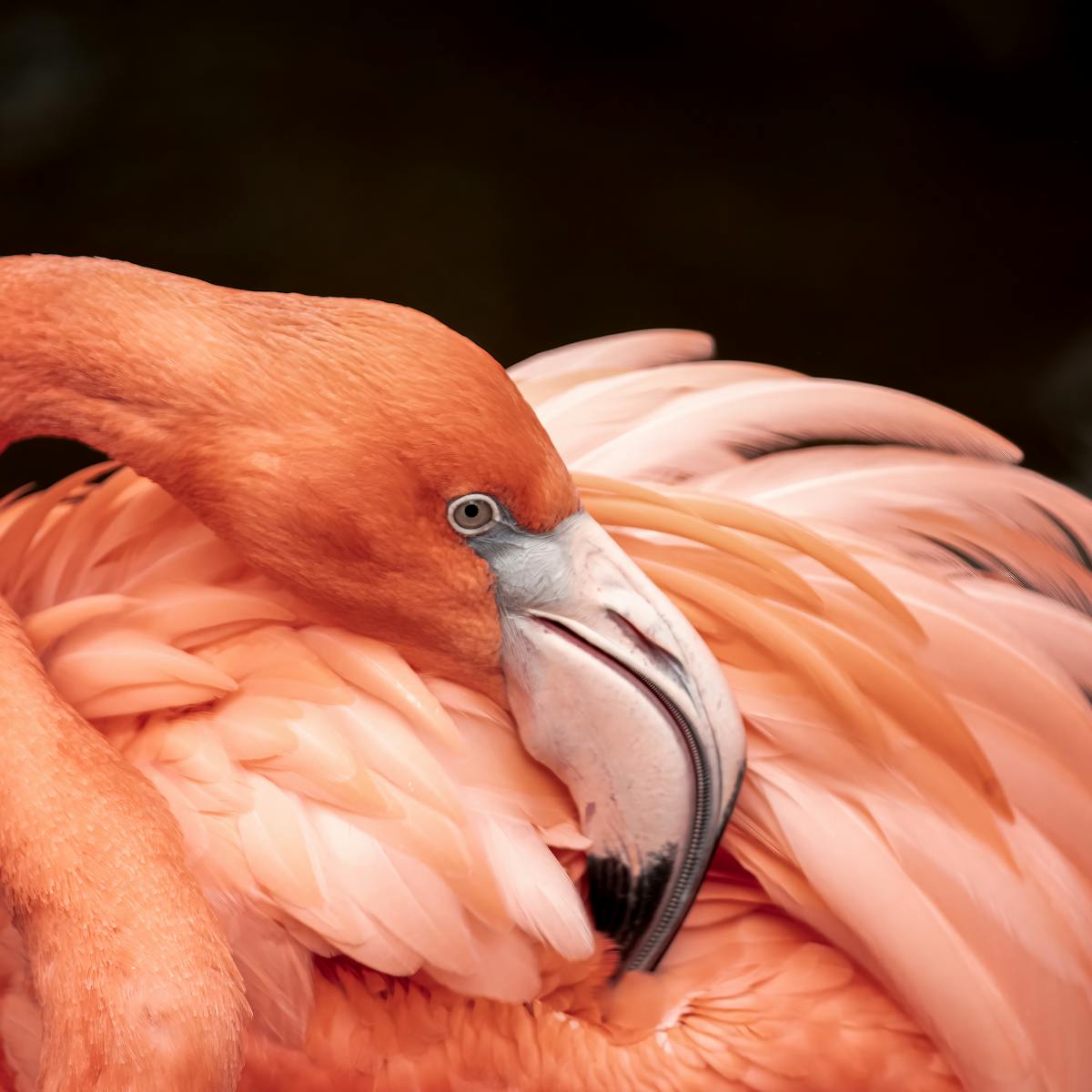 How we discovered flamingos form cliques, just like humans