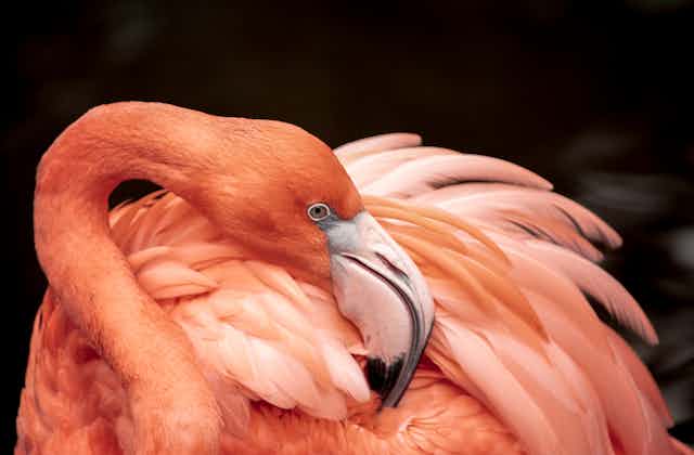 Close up of flamino preening its feathers