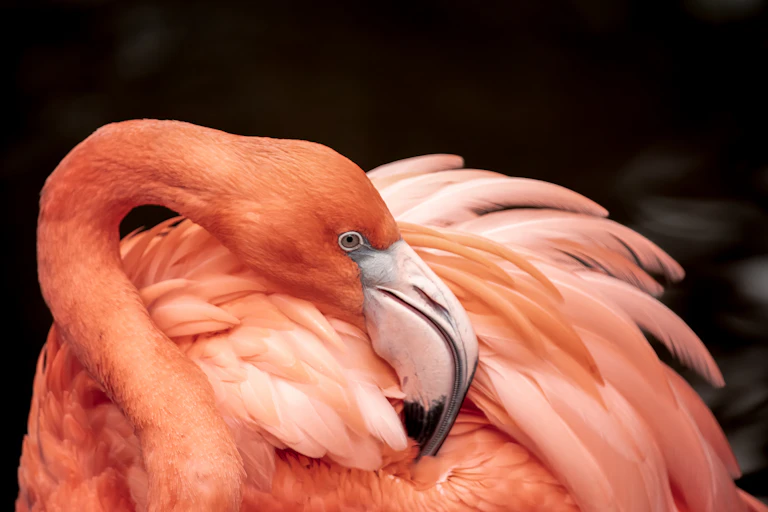 Close up of flamino preening its feathers