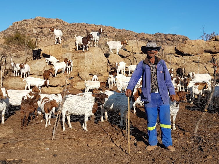Man standing in front of flock of goats