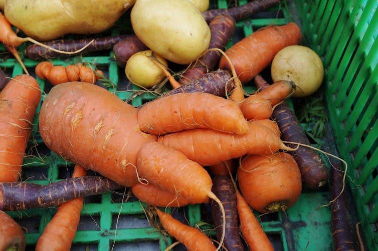 Root vegetables, non-standard shape, oddly shaped, in a green basket; purple and orange carrots, potatoes.