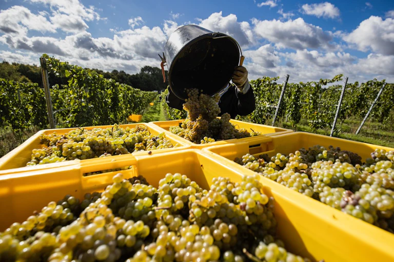 Vigneron au travail