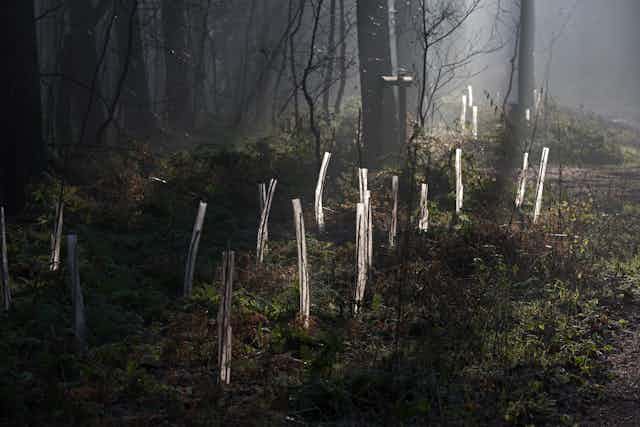 Saplings covered in plastic sheaths in a woodland clearing.