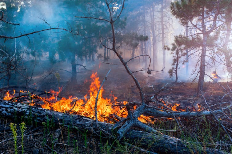 Chamas alaranjadas subindo por um tronco caído em uma floresta.