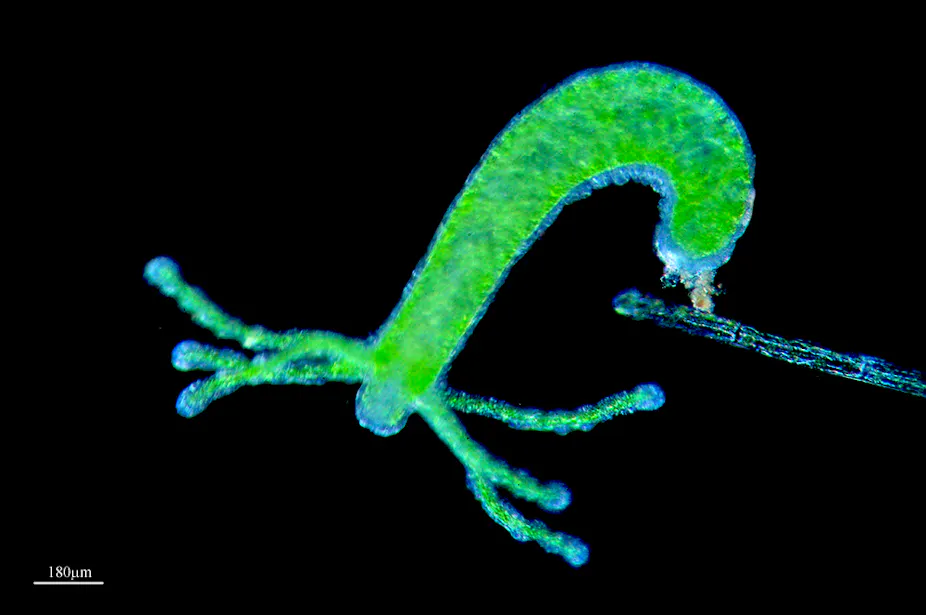 Hydra Pictures