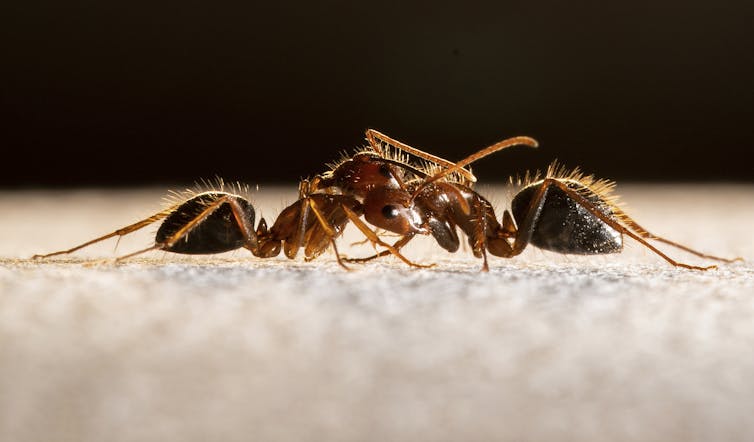 Smell is the crucial sense that holds ant society together, helping the insects recognize, communicate and cooperate with one another