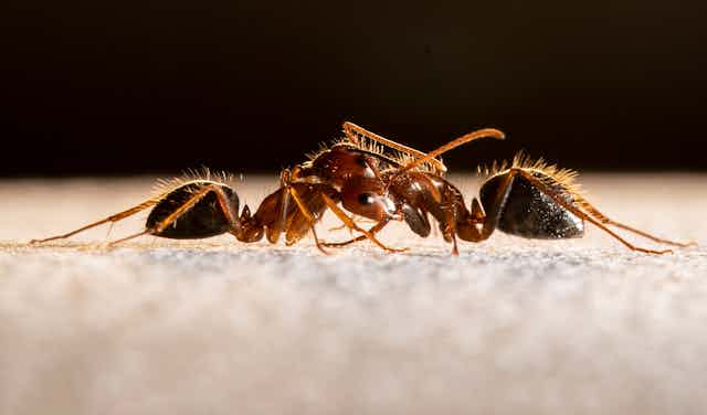Two ants have each other in headlocks.