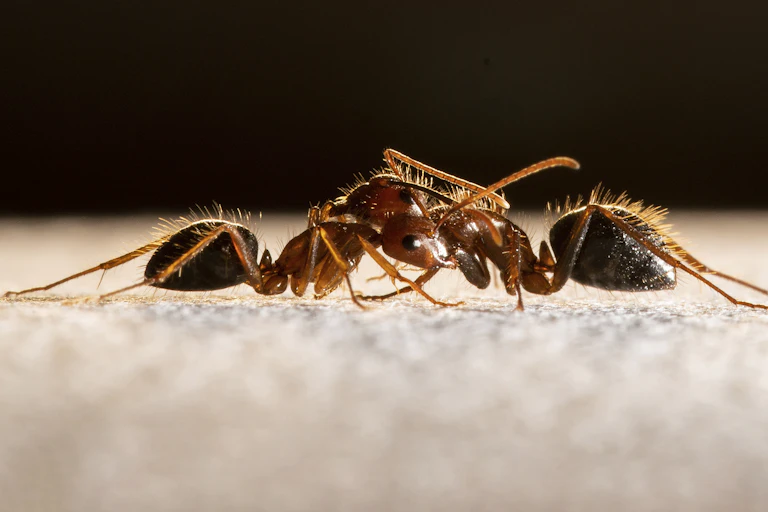 Two ants have each other in headlocks.