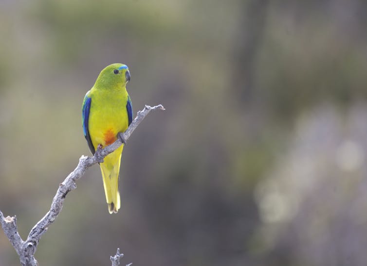 Orange-bellied parrot male.
