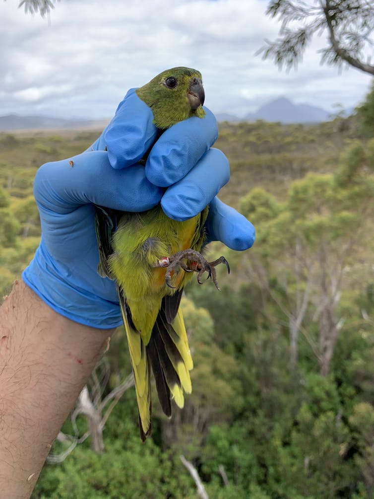 Researcher holds an orange-bellied parrot mother.