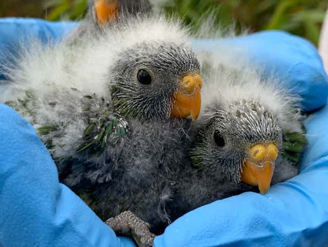Two orange-bellied parrot nestlings in a gloved hand.