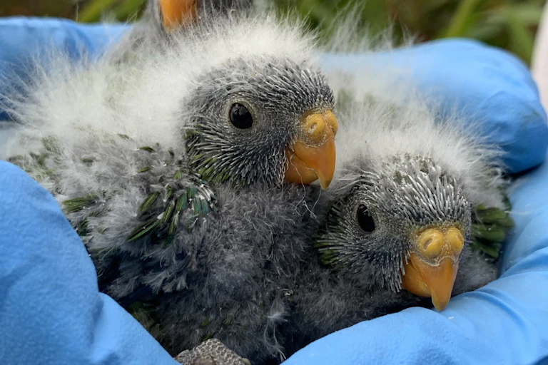 Two orange-bellied parrot nestlings in a gloved hand.