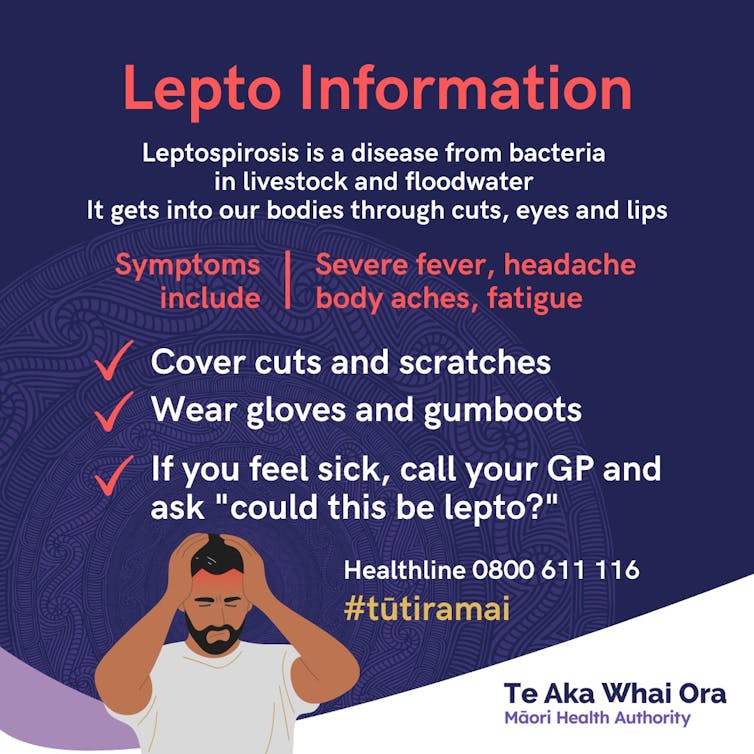 Public health advice on how to prevent catching leptospirosis from infected animals.