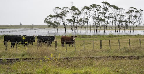 First the floods, then the diseases -- why NZ should brace for outbreaks of spillover infections from animals