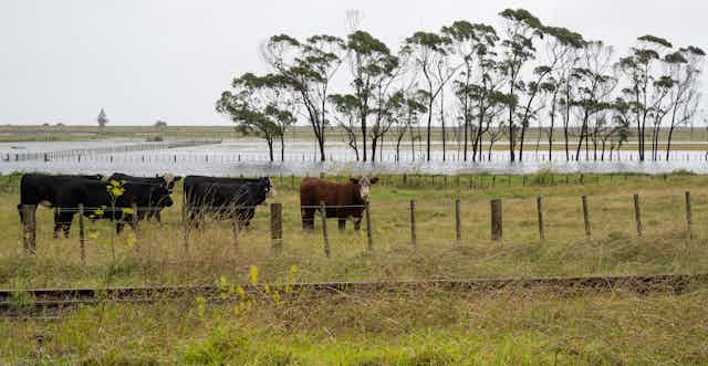 Cows in flooded paddocks