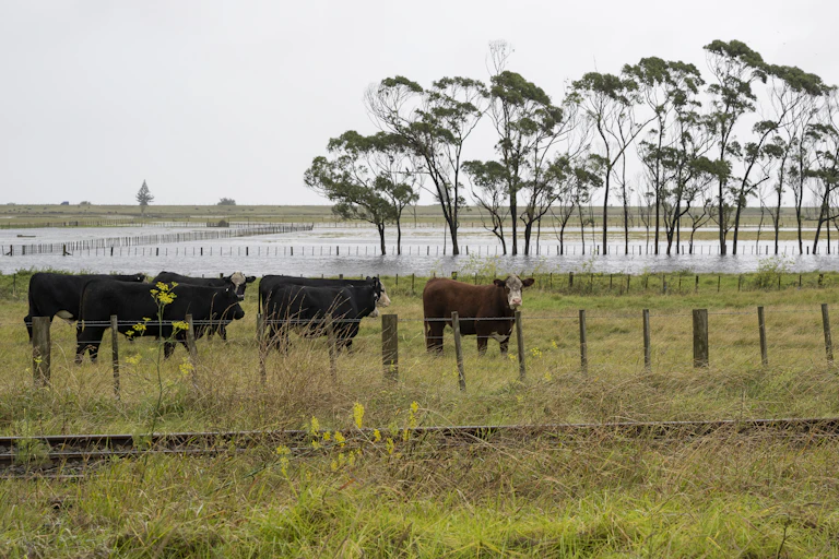 Cows in flooded paddocks
