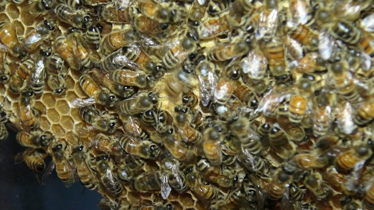 Many bees packed together on a slanted honeycomb