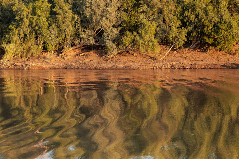 Trees on a riverbank, beside swirling water.