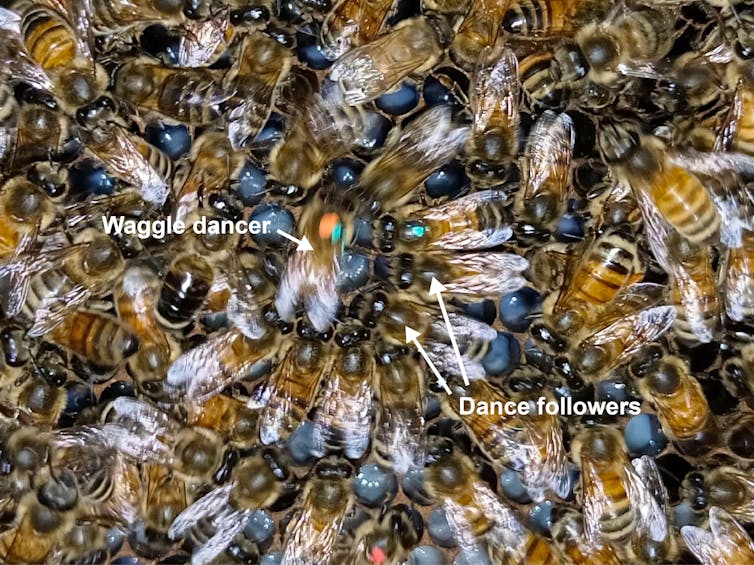 Many bees crammed together with white arrows pointing to the waggle dancer and the dance follower bees