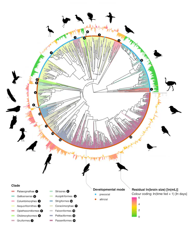 illustration graph showing various brain sizes of birds