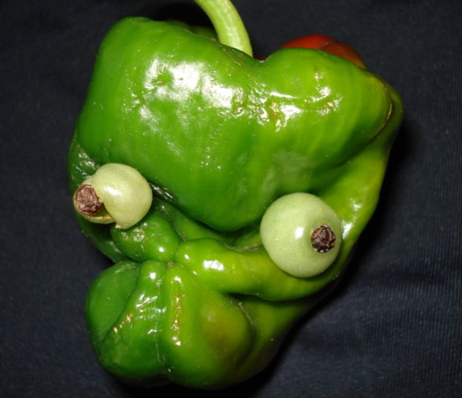 green bell pepper head, misshapen, "eyes".