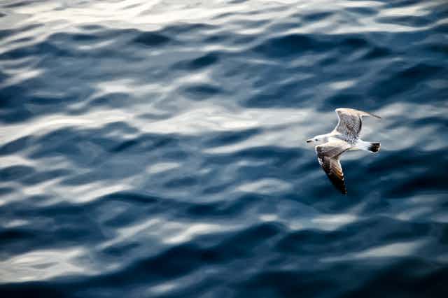 A gull flies over the ocean.
