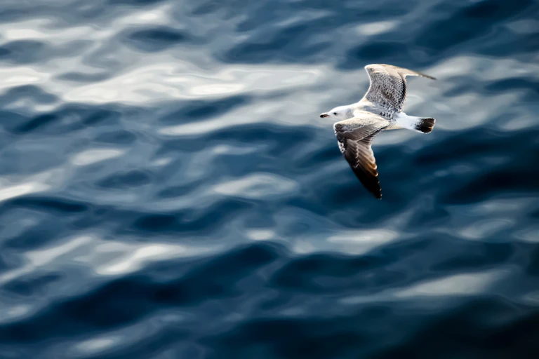 A gull flies over the ocean.