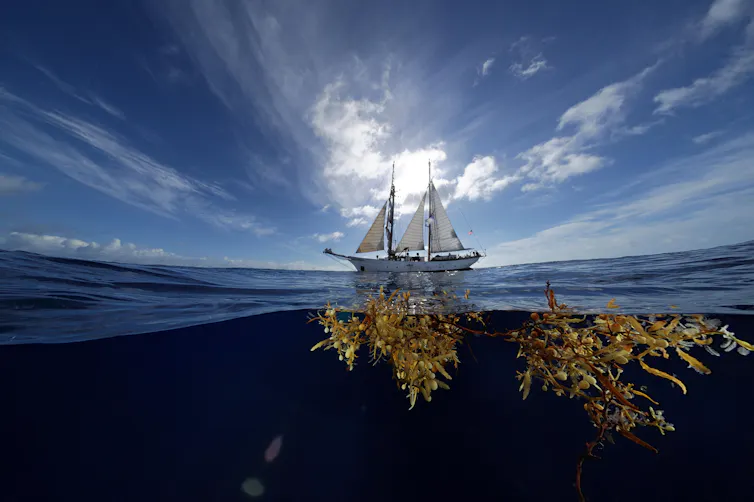 Golden seaweed floating at the sea surface with a yacht in the background.