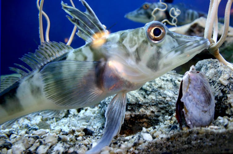 A close-up view of an angular fish with protruding, symmetrical dorsal and ventral fins.