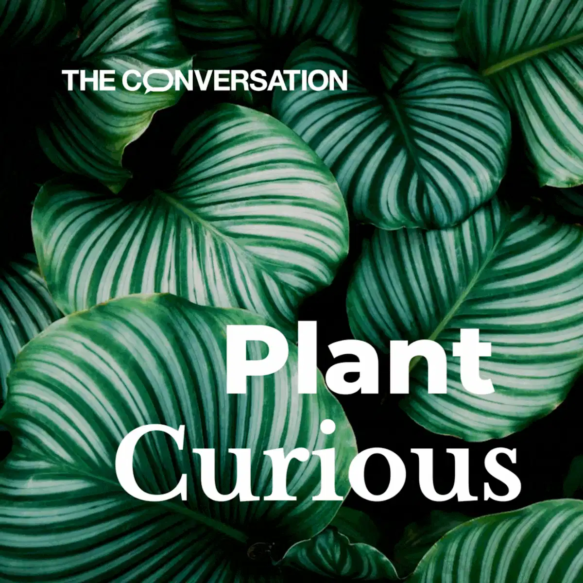 How dandelions conquered concrete to bring nature back to cities – Environmental News Bits The Conversation: Plant Curious