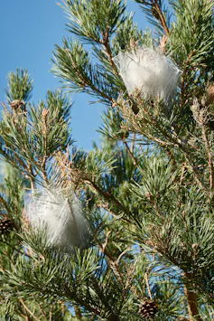 Deux nids de chenilles processionnaires du pin : sorte de boules filandreuses blanches accrochées aux branches