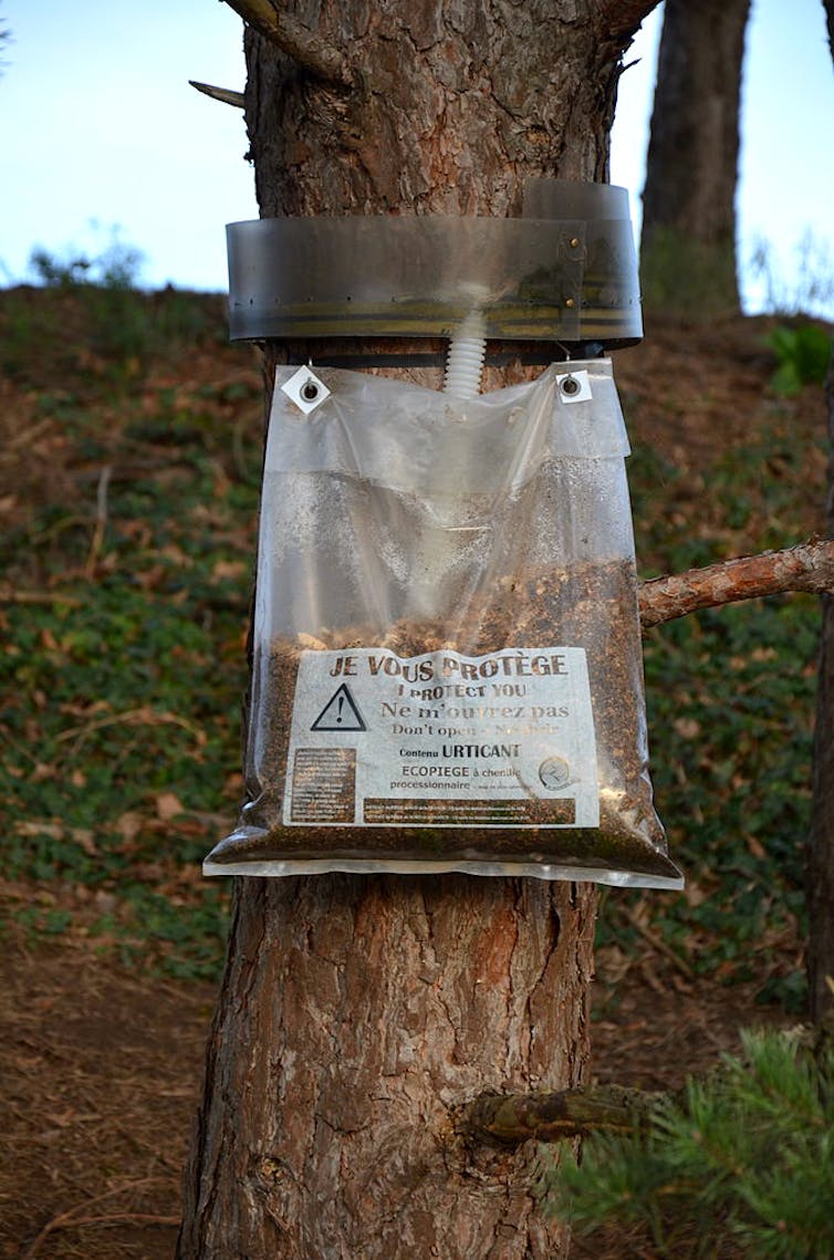  L'installation de piège en gouttière autour des troncs des arbres colonisés permet d'intercepter les chenilles lors de leur descente. DC, CC BY-SA 