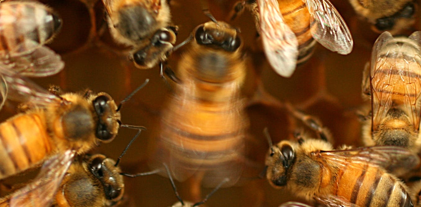Unlocking secrets of the honeybee dance language – bees learn and culturally transmit their communication skills