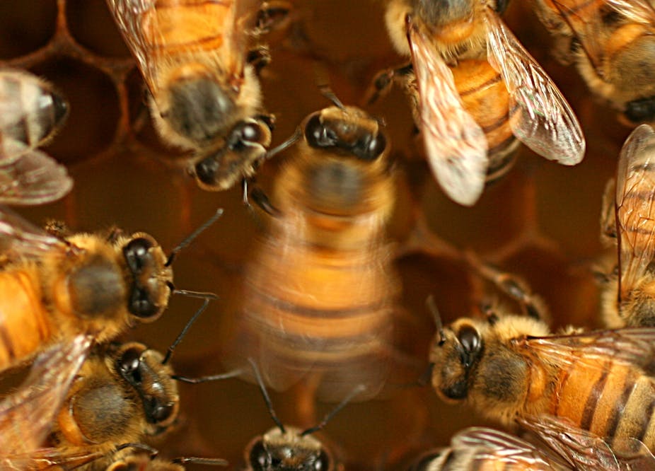 bees surround and watch one in the middle who is blurry with movement