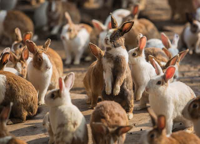 many rabbits with ears raised