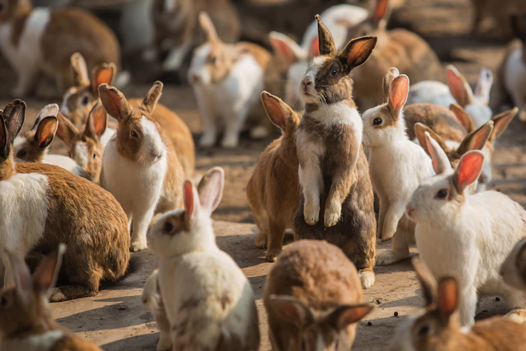 many rabbits with ears raised