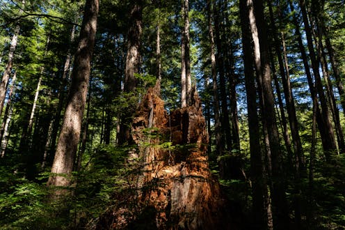 The Biden administration has called for protecting mature US forests to slow climate change, but it's still allowing them to be logged