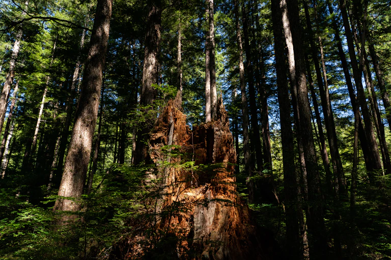 A large jagged stump surrounded by intact trees