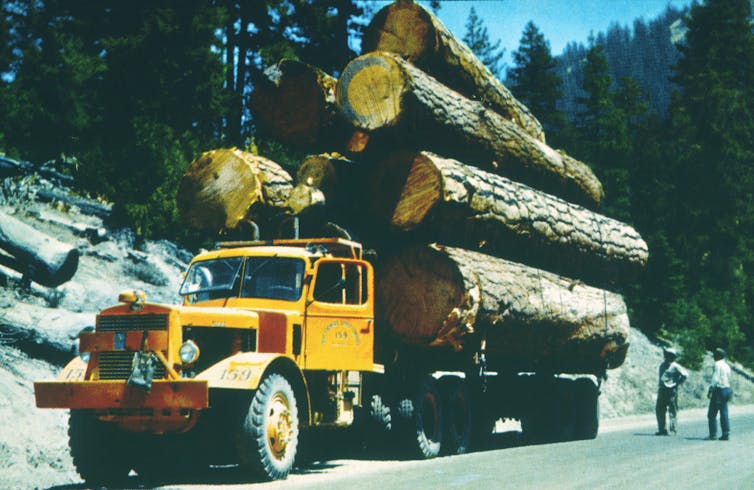 Truck loaded with massive logs.